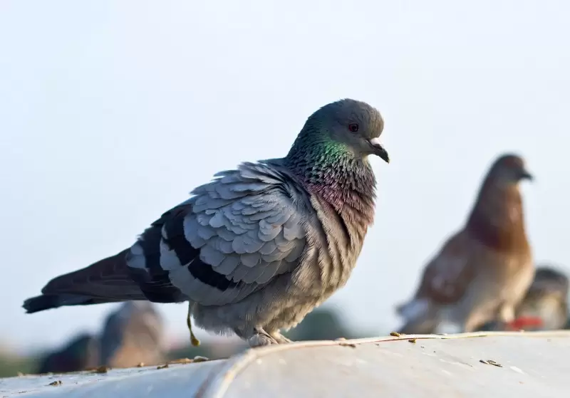 شركة تركيب طارد حمام بجدة