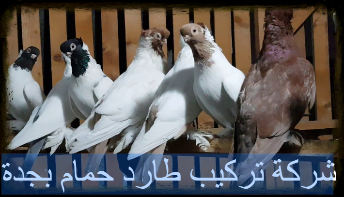 شركة تركيب طارد حمام بجدة