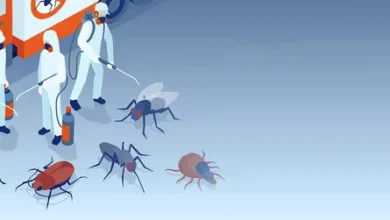 شركة مكافحة حشرات بجدة